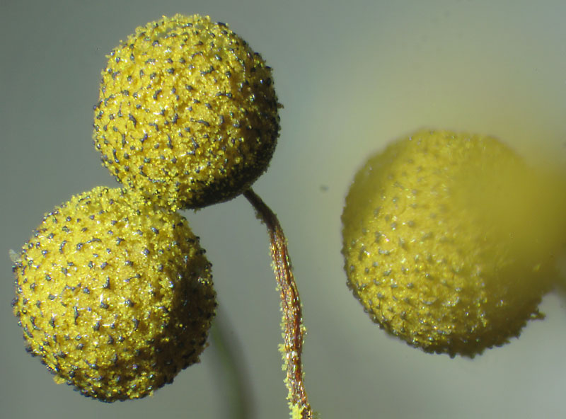 Cribraria aurantiaca?